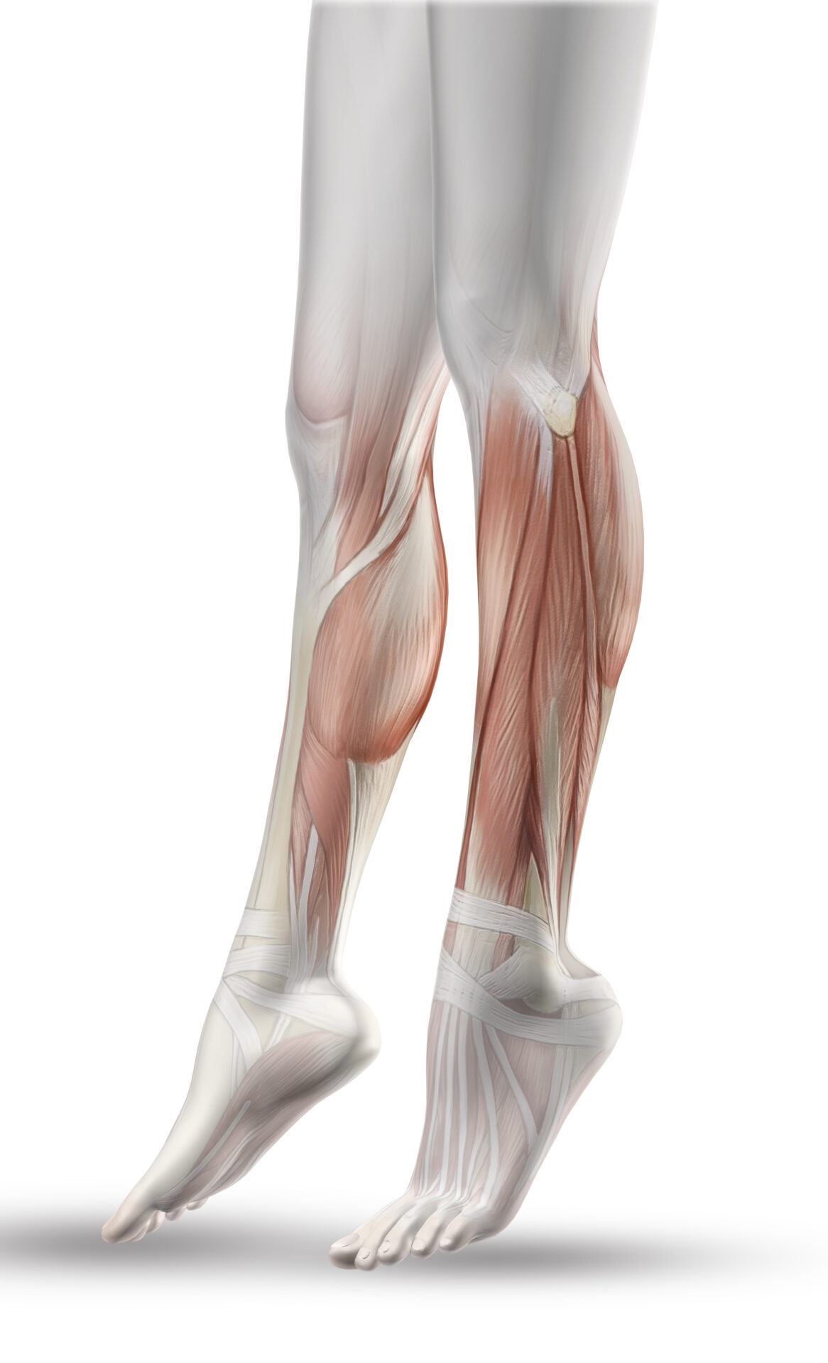 Calves Muscles