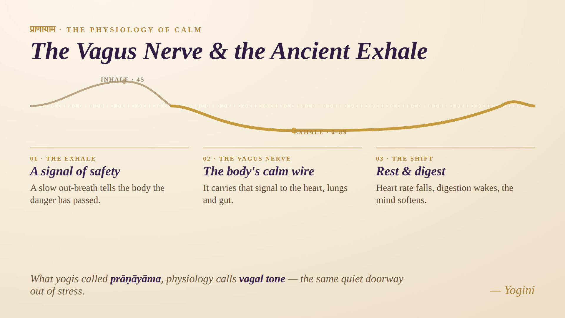 vagus-nerve-ancient-exhale-pranayama-vagal-tone-anandbodh